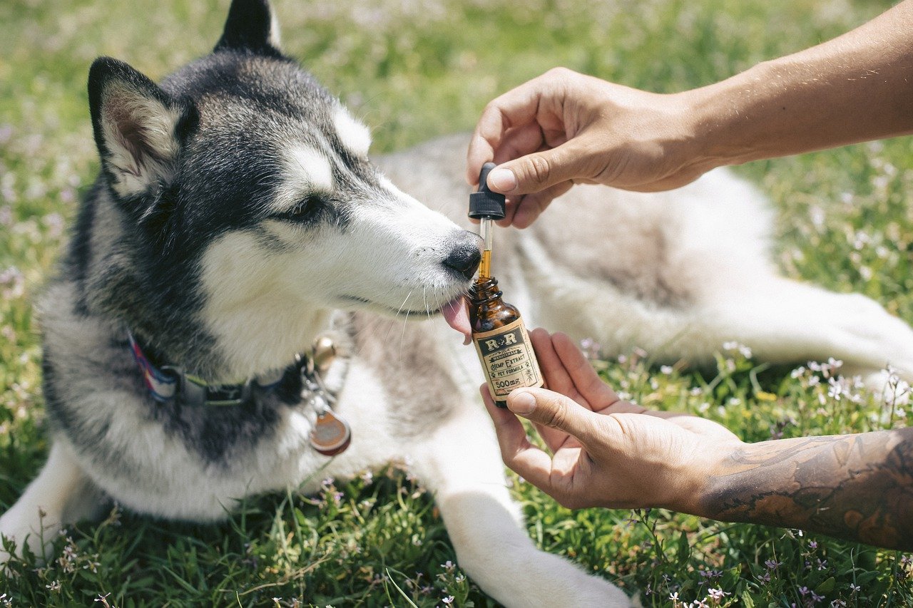 CBD : son efficacité sur les animaux domestiques est-elle prouvée ?