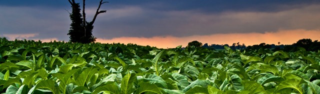 Tabac 100% bio
