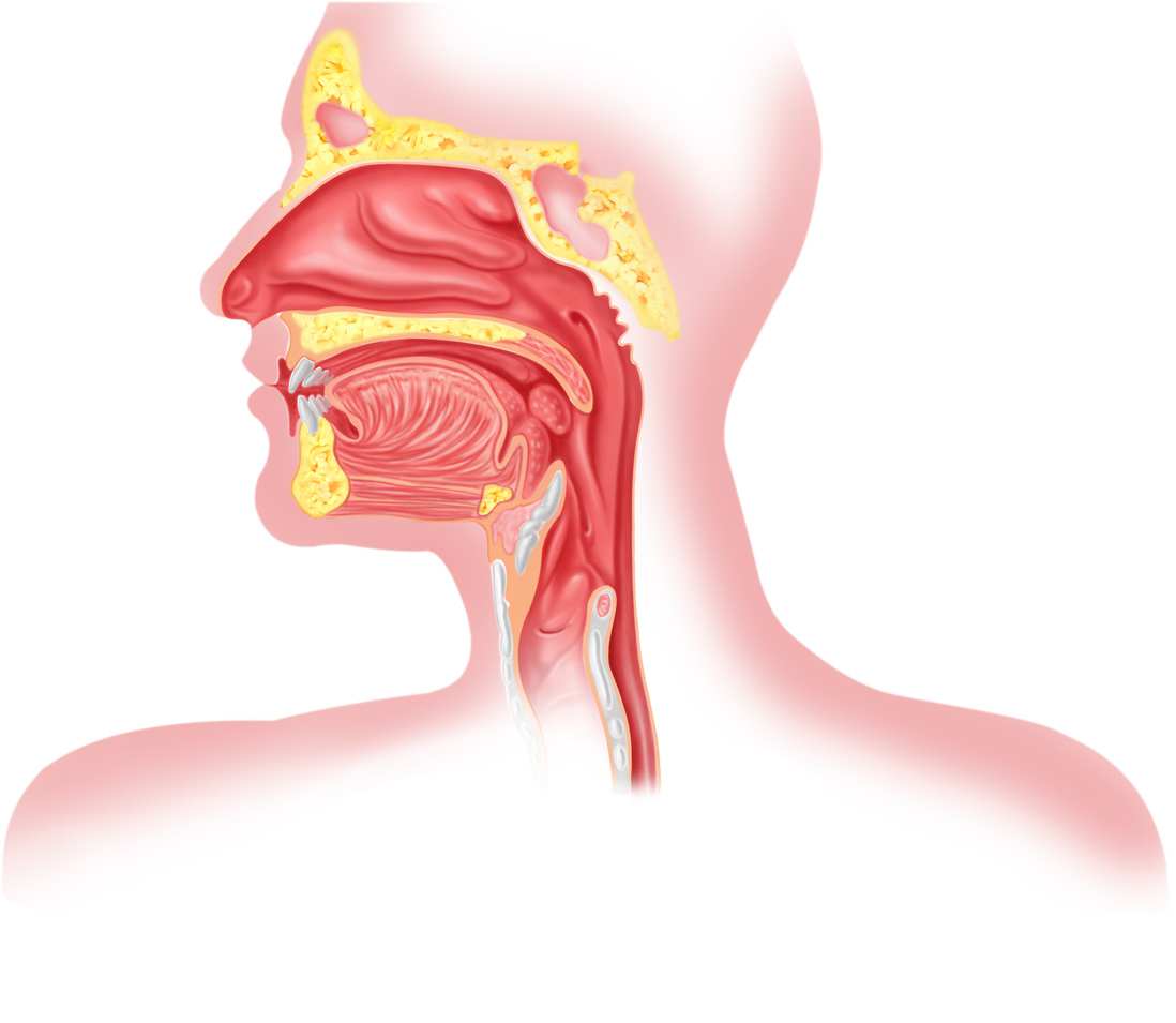 retro olfaction