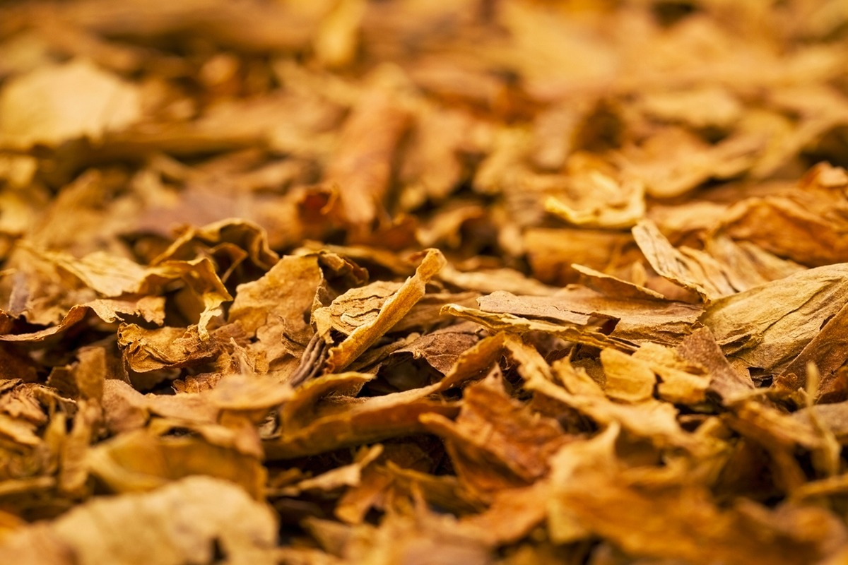 Tabac : de la plantation à la cigarette - Blog smoking.fr