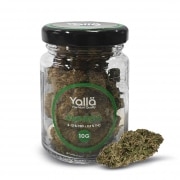 Fleur de CBD Yalla Amnesia 10g