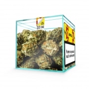 Photo #2 de Fleur de CBD Zion Amn�sia 10g