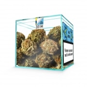 Photo #2 de Fleur de CBD Zion Jack Herer 10g