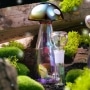 Photo #12 de Bang en Verre Hemper Champignon